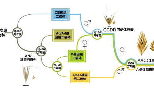 燕麦和枸杞红枣一起吃的功效