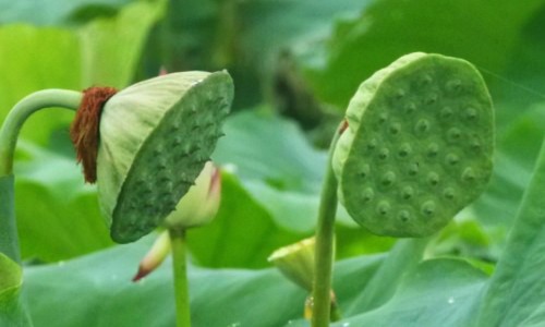 山楂和白菊花功效和作用-山楂和黄酒一起煮的功效与作用及禁忌、山楂和黄酒一起煮的功效与作用是什么 -山楂和黄酒一起煮的功效与作用网